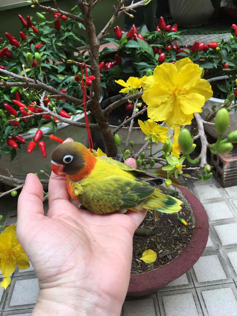 Lovebird non màu đẹp