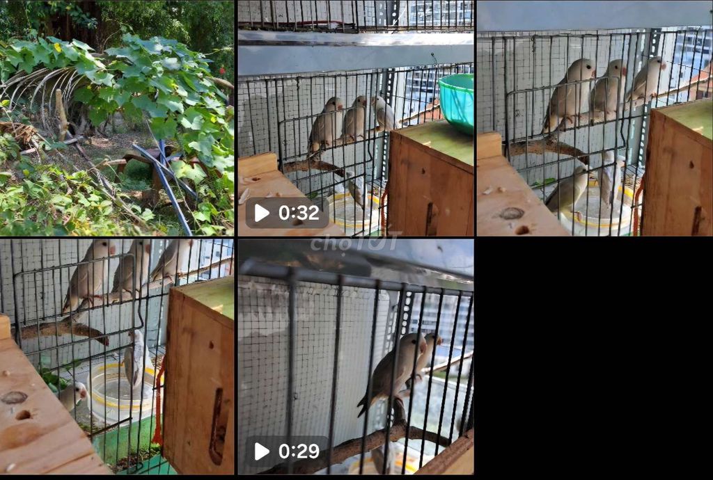 Vẹt Lovebird 2-6 tháng tuổi. Mua bán Chim tại Thành phố Vũng Tàu Bà Rịa - Vũng Tàu được đăng bởi Kiều Xuân Khoa hình 1