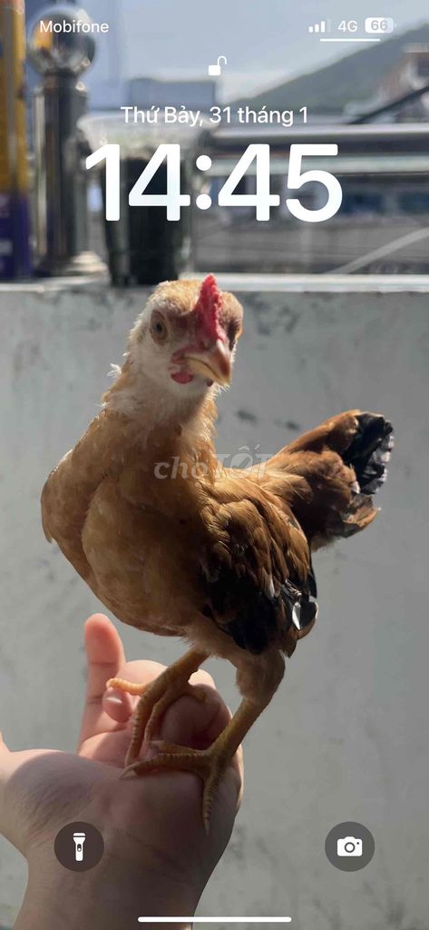 Gà Bắc Cọc màu Nâu. Mua bán Gà tại Thành phố Vũng Tàu Bà Rịa - Vũng Tàu được đăng bởi Trần Quốc Khanh hình 1