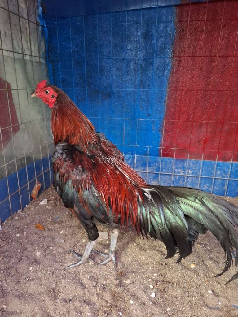 Gà chọi Điều xanh lai Peru đực. Mua bán Gà tại Huyện Củ Chi Tp Hồ Chí Minh được đăng bởi Quí gà hình 1
