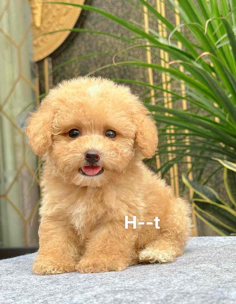 poodle xinh🥰. Mua bán Chó tại Quận Bình Tân Tp Hồ Chí Minh được đăng bởi huỳnh thật  hình 2