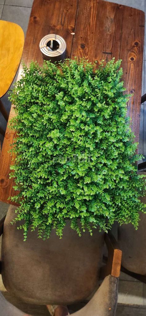 Cỏ nhân tạo Nhựa Xanh lá 40x60 cm. Mua bán Cây cảnh, đồ trang trí tại Quận Tân Bình Tp Hồ Chí Minh được đăng bởi hảo hình 1