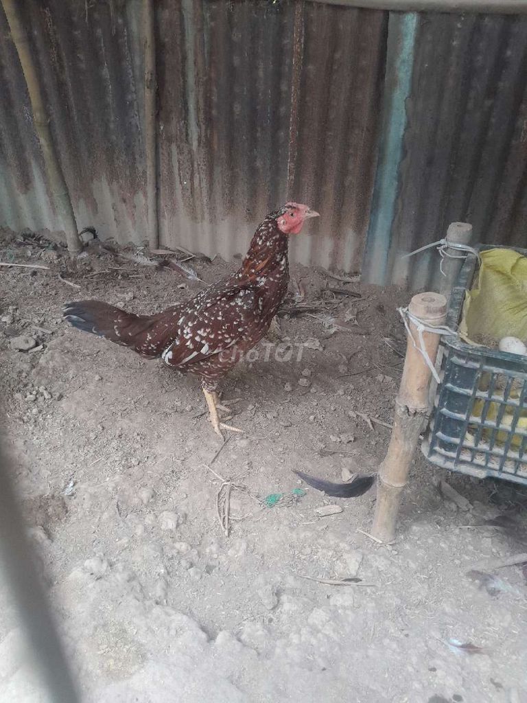 Gà Siu Mỹ Thái Mỹ Mái Khỏe mạnh. Mua bán Gà tại Huyện Cờ Đỏ Cần Thơ được đăng bởi ga trekkkkk hình 1