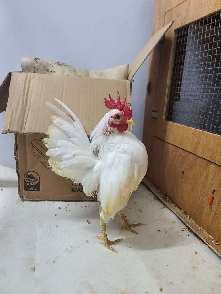 Gà Serama Nhạn. Mua bán Gà tại Huyện Nhà Bè Tp Hồ Chí Minh được đăng bởi Thuan Nguyen hình 1