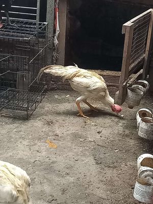 Bướm trống tơ 6 tháng. Mua bán Gà tại Huyện Hóc Môn Tp Hồ Chí Minh được đăng bởi Nghị Ha