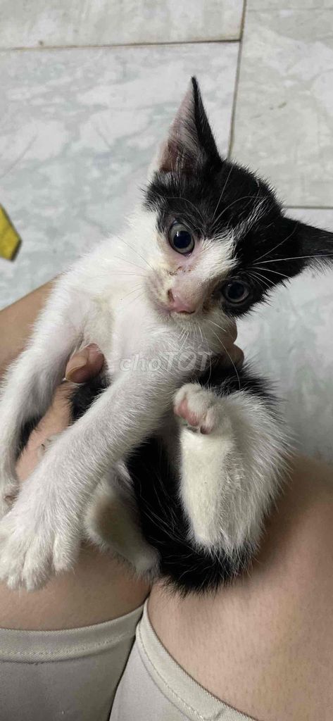 Mèo con 2 tháng tuổi Đen trắng, tam thể, trắng. Mua bán Mèo tại Thành phố Biên Hòa Đồng Nai được đăng bởi Liêu Ngọc Bảo Hân hình 1
