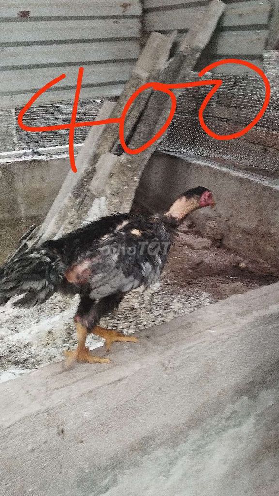 Gà chọi trống màu xám hay. Mua bán Gà tại Huyện Đông Anh Hà Nội được đăng bởi Trại Gà Tre Gà Chọi Hà Nội hình 1