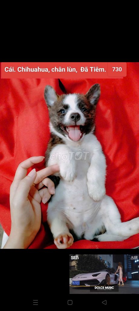 Chó Poodle lai Chihuahua  đã tiêm corgi becgie. Mua bán Chó tại Huyện Hóc Môn Tp Hồ Chí Minh được đăng bởi fb NH Táo bán điện thoại và chó mèo có ship hình 1