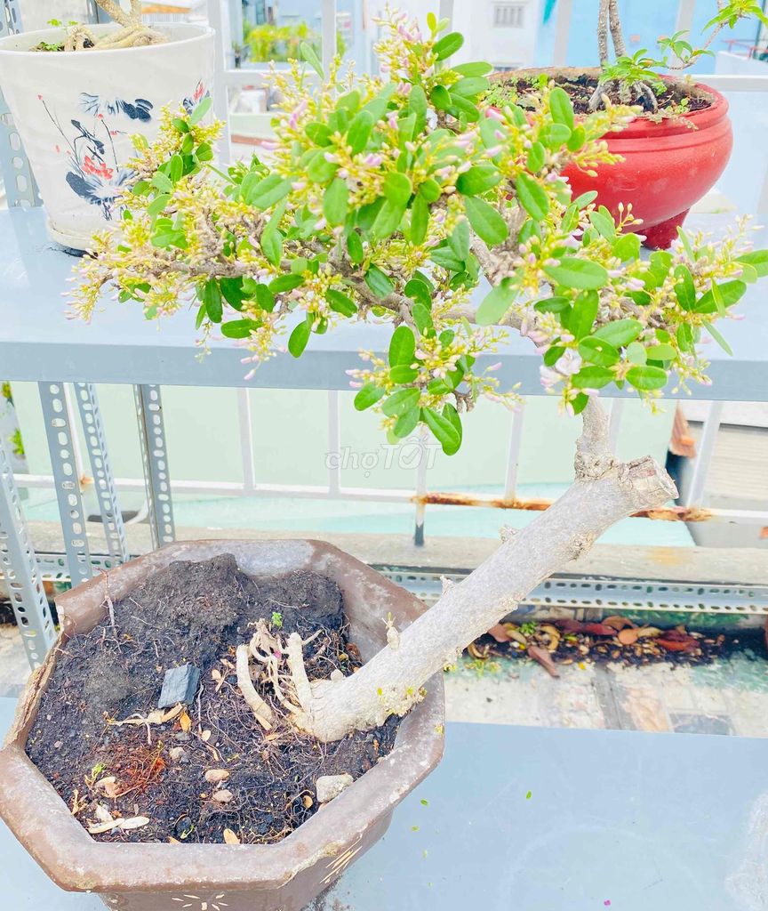 BONSAI LINH SAM TRẮNG CỔ ĐIỂN, DÁNG HOA BAY. Mua bán Cây cảnh, đồ trang trí tại Quận Tân Phú Tp Hồ Chí Minh được đăng bởi Nguyễn Hoàng hình 1