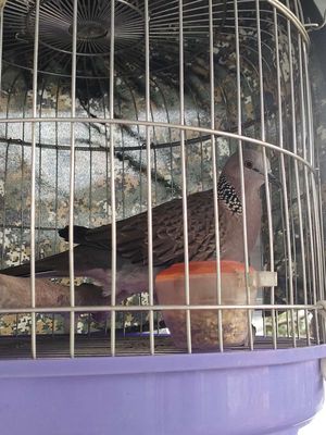 mái malay. Mua bán Chim tại Thành phố Thuận An Bình Dương được đăng bởi Nhan Nguyen