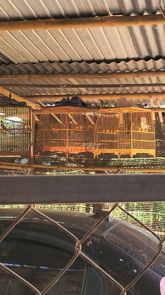 Chim chào mào 3 con. Mua bán Chim tại Huyện Bắc Tân Uyên Bình Dương được đăng bởi Việt  hình 1