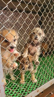 Cần bán 5 chó nhỏ nhà nuôi.