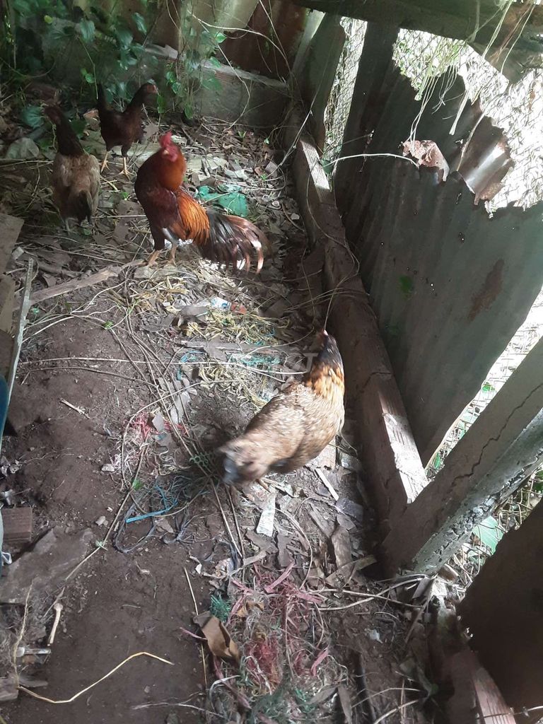 Gà nòi nhiều màu. Mua bán Gà tại Thành phố Mỹ Tho Tiền Giang được đăng bởi Vàng hình 1