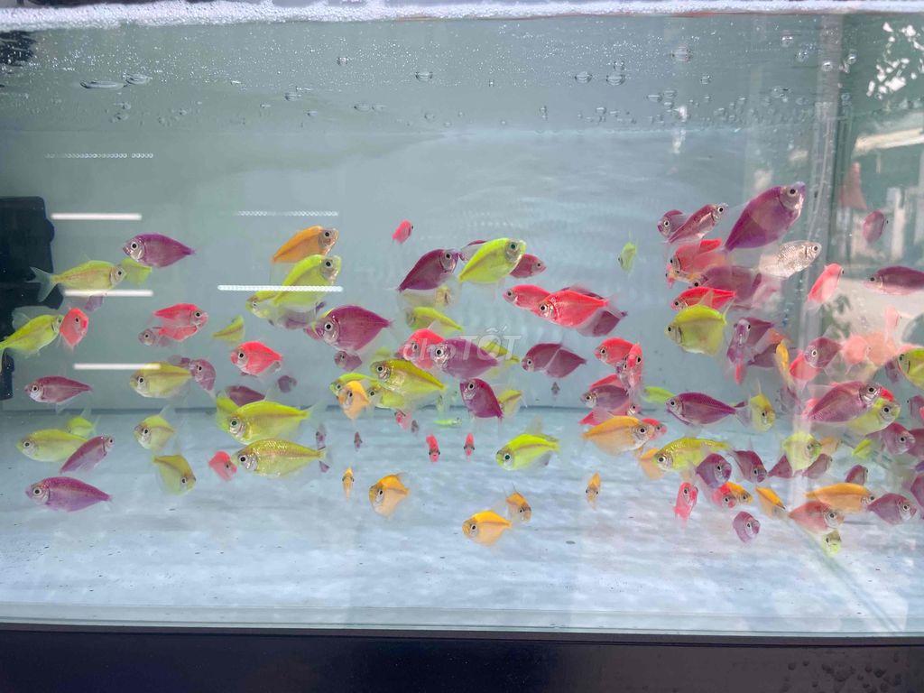 Cá Cánh Buồm Dạ Quang Nhiều màu 50c-110k 100c190k. Mua bán Thú cưng khác tại Quận 12 Tp Hồ Chí Minh được đăng bởi Trần Hữu Lượng hình 1