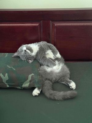 Bận đi làm nên cần tìm chủ mới cho chú Mèo anh ln