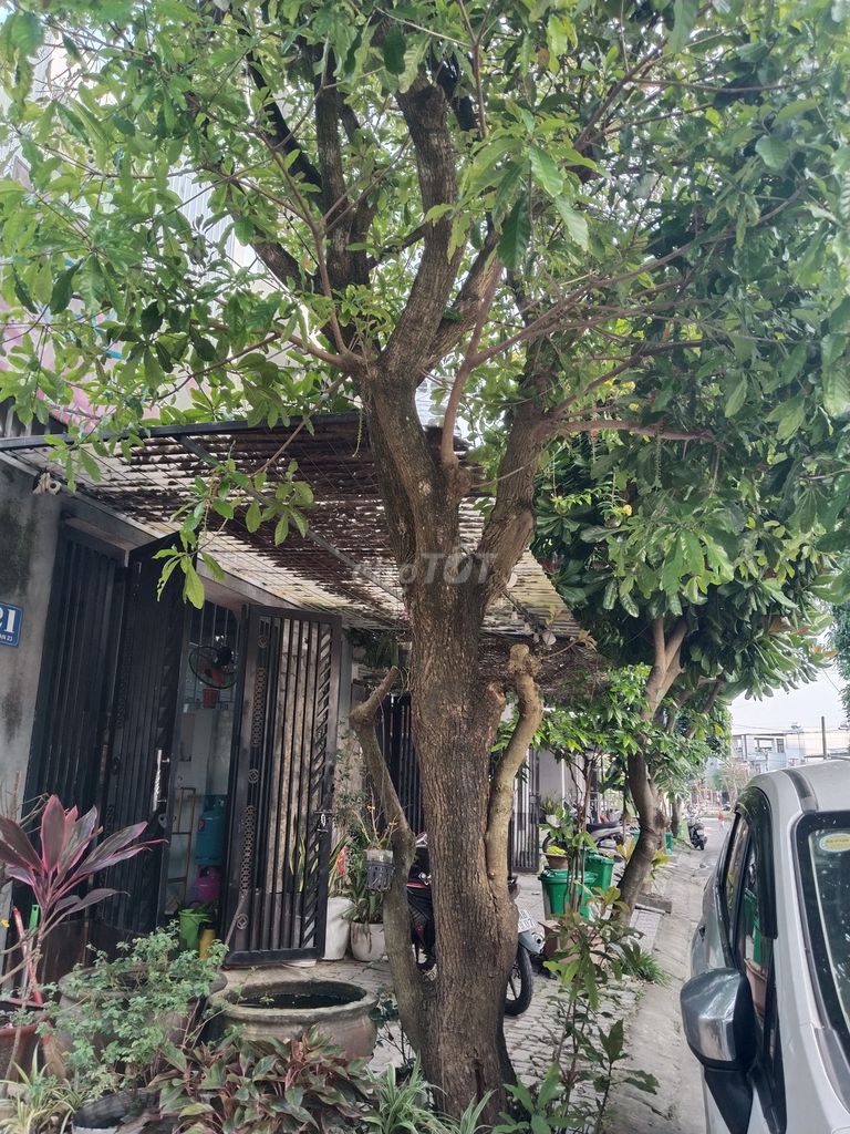 Cây cảnh Lộc vừng cho tặng. Mua bán Cây cảnh, đồ trang trí tại Quận Cẩm Lệ Đà Nẵng được đăng bởi Tuấn Trần Ngọc hình 1