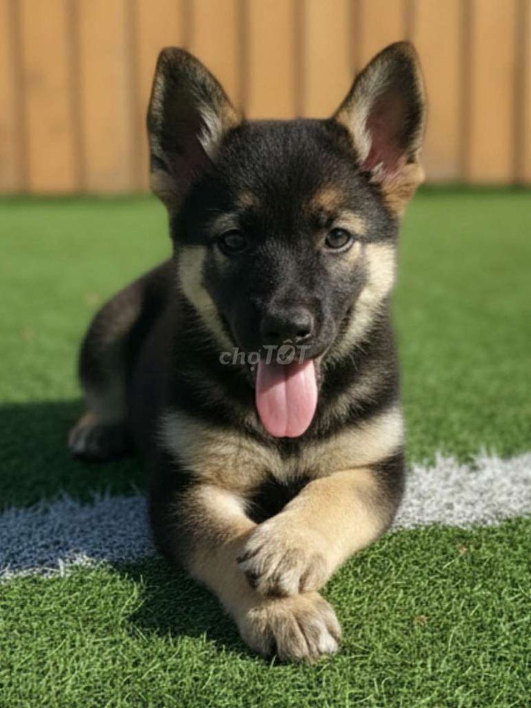 Chó Becgie 2 tháng siêu đẹp đã tiêm có sổ bảo hành. Mua bán Chó tại Quận 12 Tp Hồ Chí Minh được đăng bởi Thi Thi hình 1