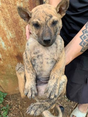 Chó Phú Quốc đực cái 1-2 tháng