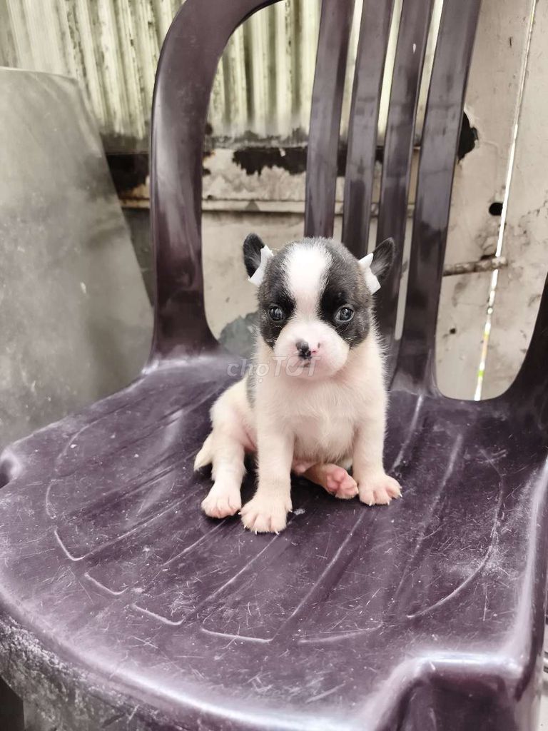 chihuahua boy heo lùn. Mua bán Chó tại Quận 8 Tp Hồ Chí Minh được đăng bởi ZoZo House Chihuahua hình 1