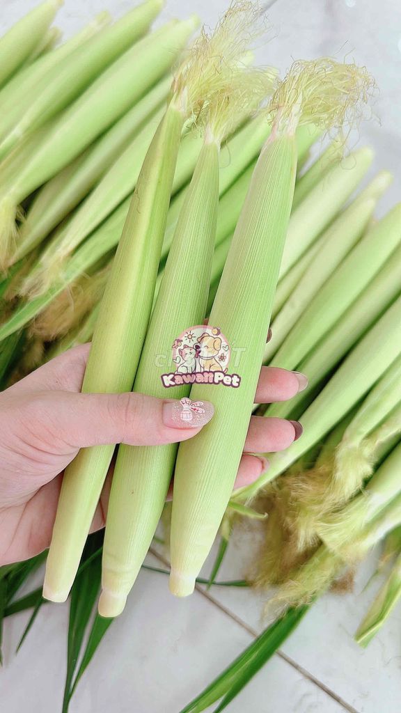 Bắp non bao tử tươi nguyên vỏ ( 1kg ). Mua bán Phụ kiện, Thức ăn, Dịch vụ tại Huyện Hóc Môn Tp Hồ Chí Minh được đăng bởi Kawaii Pet hình 1