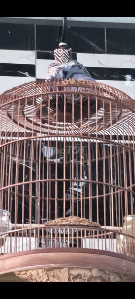 Chim Chòe than 2 mùa gãy đầu đuôi. Mua bán Chim tại Huyện Bình Chánh Tp Hồ Chí Minh được đăng bởi Bùi Tuấn Đạt  hình 1