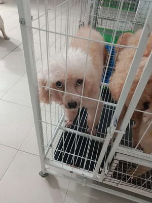 Poodle cái kem. Mua bán Chó tại Huyện Bàu Bàng Bình Dương được đăng bởi Per Ala 