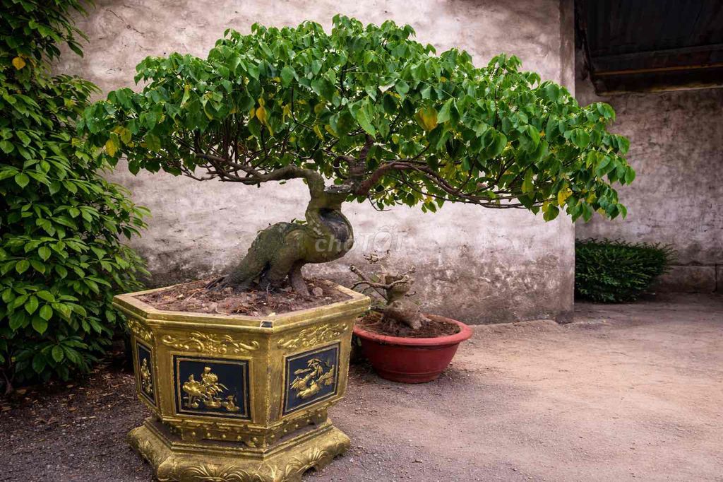 Cây cảnh Khế Nhật Bonsai. Mua bán Cây cảnh, đồ trang trí tại Huyện Mỏ Cày Nam Bến Tre được đăng bởi fat fat hình 1