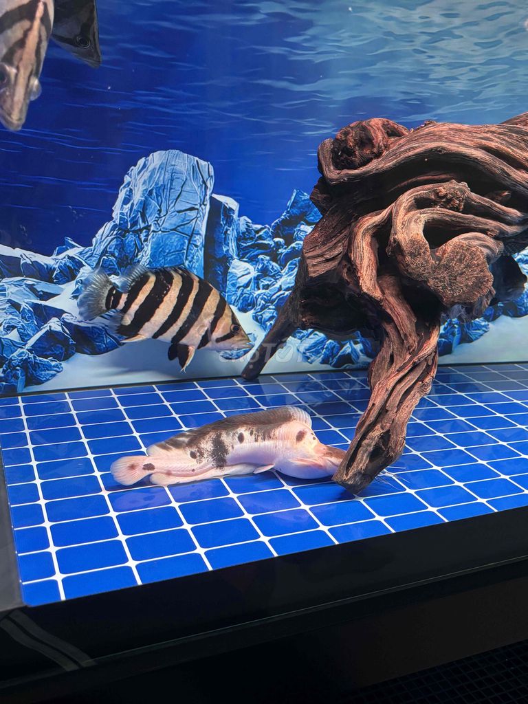 cá trê panda fafu gùcao. Mua bán Thú cưng khác tại Quận 8 Tp Hồ Chí Minh được đăng bởi Trần Vĩnh Khang hình 1