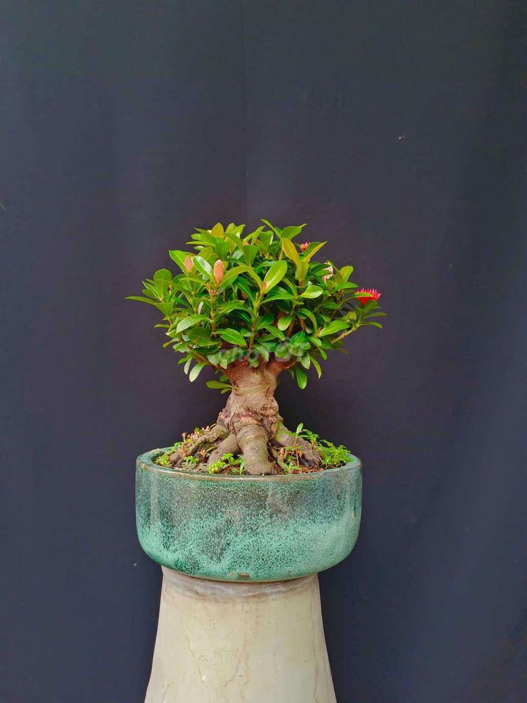 Cây Trang Sen bonsai để bàn cao 20cm