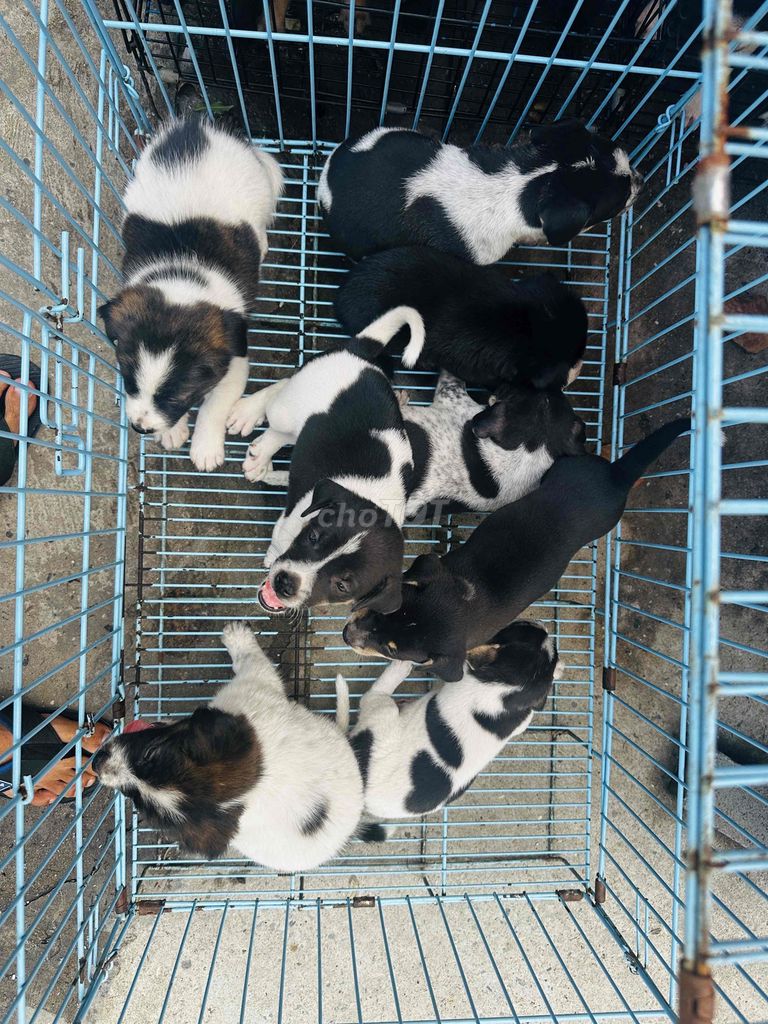 5 đực ba cái to con. Mua bán Chó tại Quận Bình Tân Tp Hồ Chí Minh được đăng bởi hải đăng hình 2