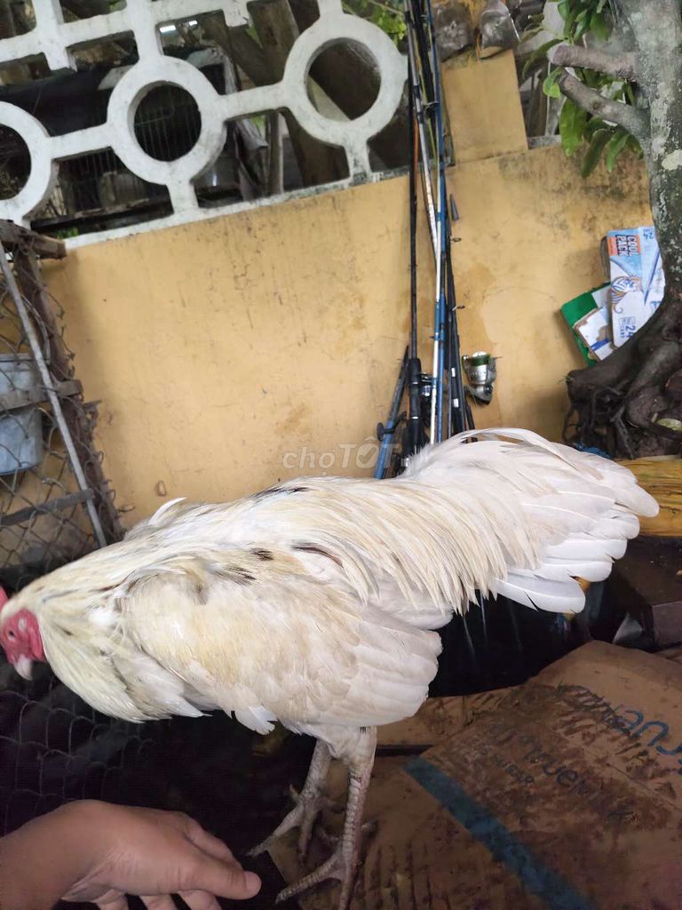 Gà đá trống màu Trắng. Mua bán Gà tại Quận Bình Thuỷ Cần Thơ được đăng bởi Nhung Emm hình 1