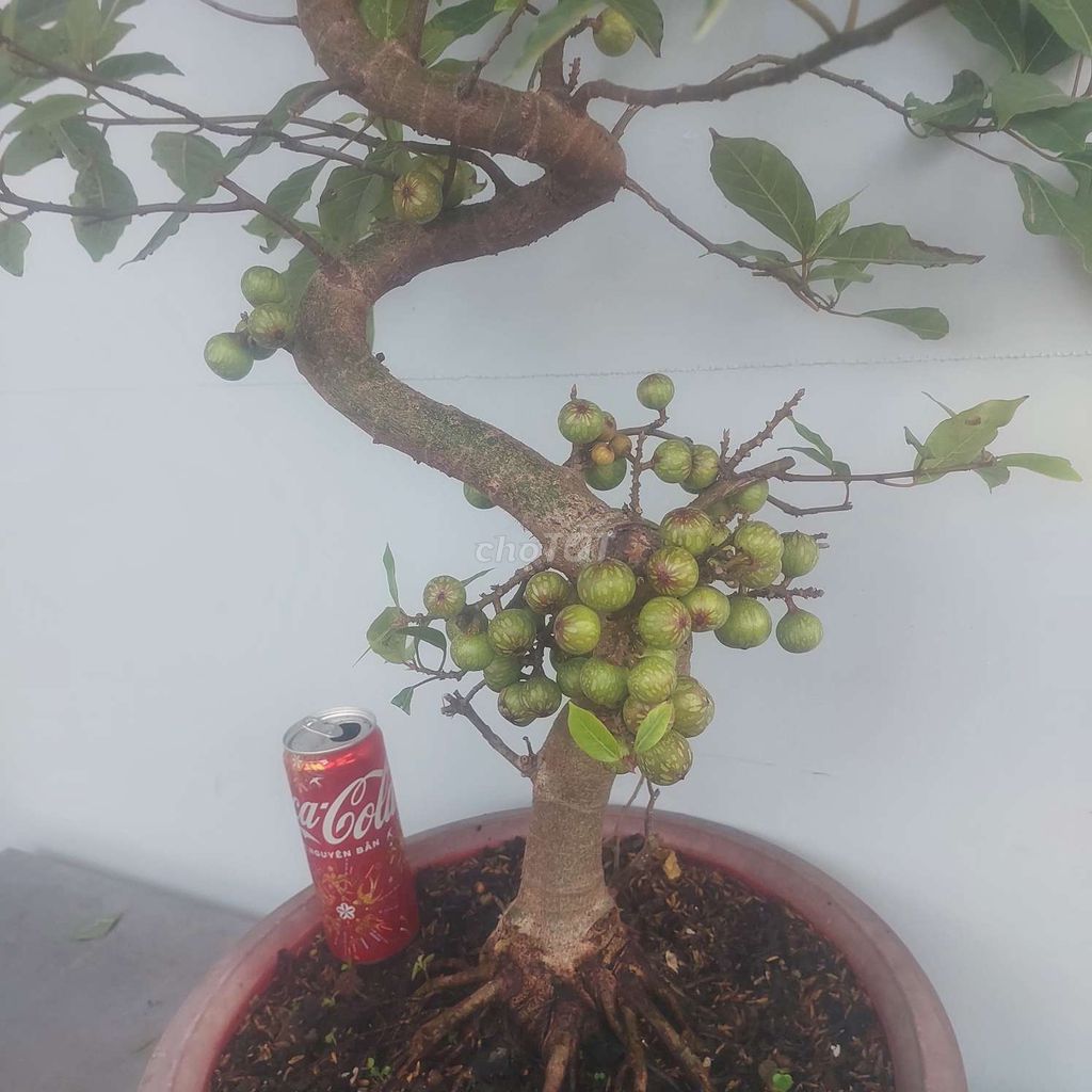 Sung nếp Bonsai lớn siêu trái dáng long đế nôm