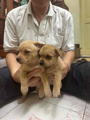 Chó phốc nhỏ Nâu vàng