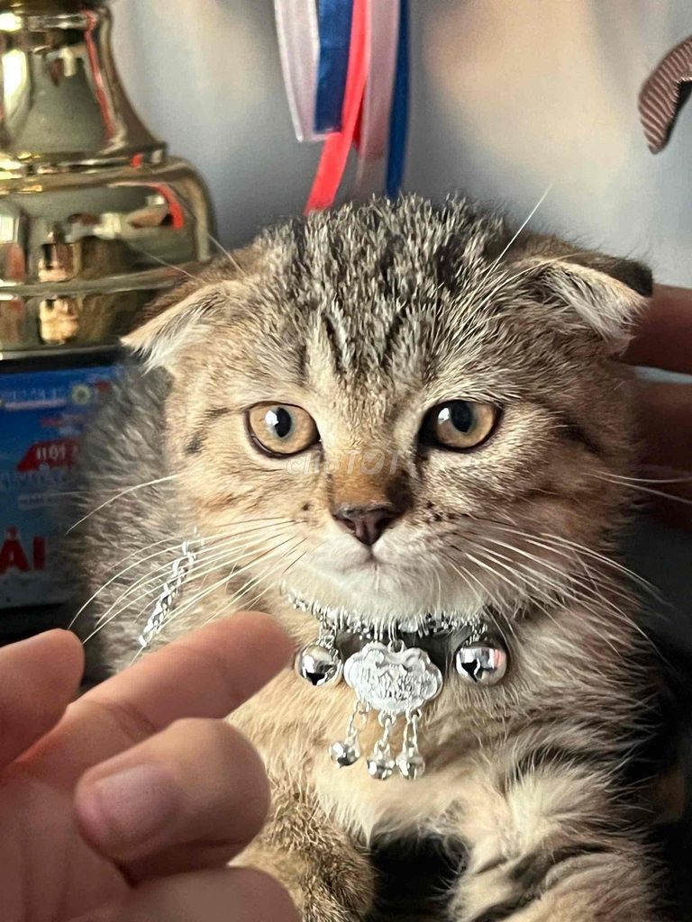 Mèo Tai cụp Tabby. Mua bán Mèo tại Thành phố Thủ Đức Tp Hồ Chí Minh được đăng bởi Tú Minh hình 1
