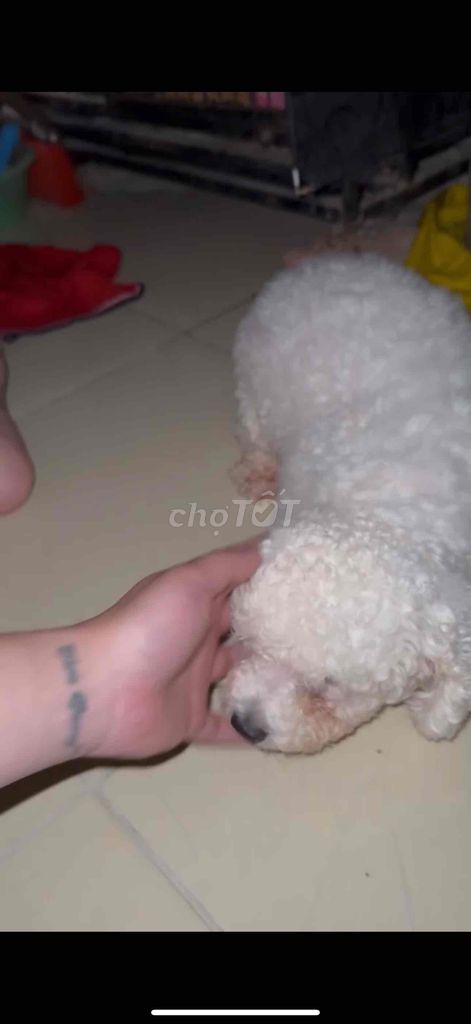 size tini trắng tinh giới tính cái đang cbi salo. Mua bán Chó tại Quận Ba Đình Hà Nội được đăng bởi Nguyễn Hoàng hình 2