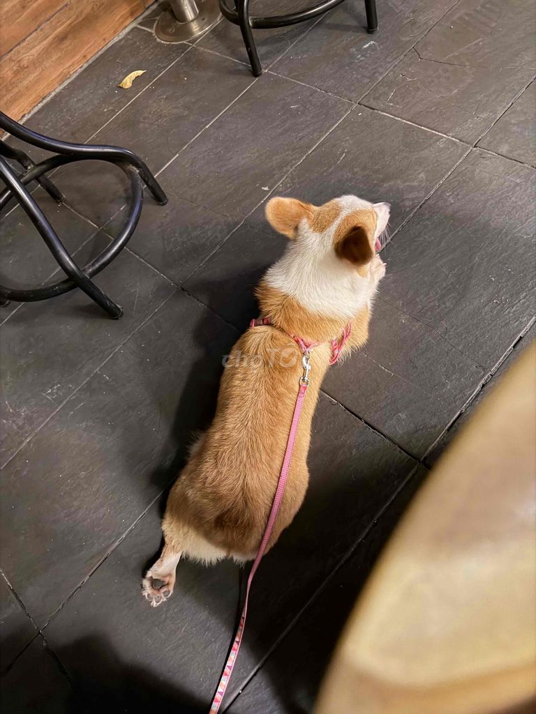 Chó Corgi cái thuần chủng 4t. Mua bán Chó tại Quận 10 Tp Hồ Chí Minh được đăng bởi Anh Thư hình 1