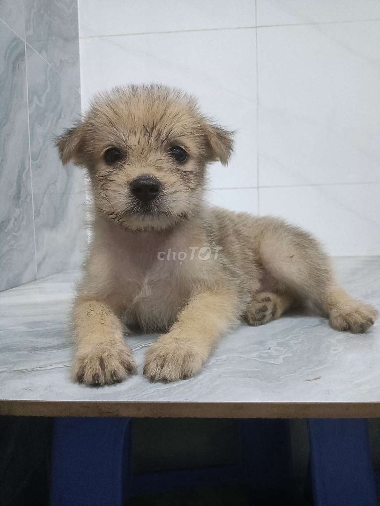 phốc F size nhỏ dễ nuôi ngoan hiền . Mua bán Chó tại Quận 6 Tp Hồ Chí Minh được đăng bởi Tăng Chí Lương  hình 1