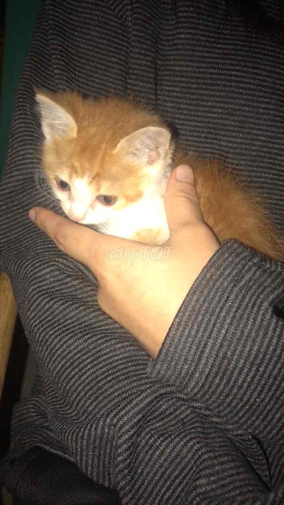 Mèo lai anh lông dài gần 3 tháng. Mua bán Mèo tại Quận Hai Bà Trưng Hà Nội được đăng bởi anh thư hình 1