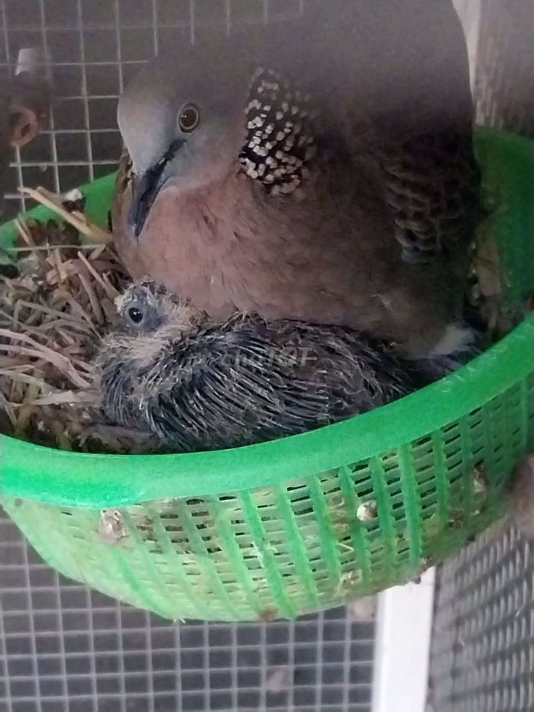 hàng đầu năm. Mua bán Chim tại Huyện Đức Hòa Long An được đăng bởi Gia Hân hình 1