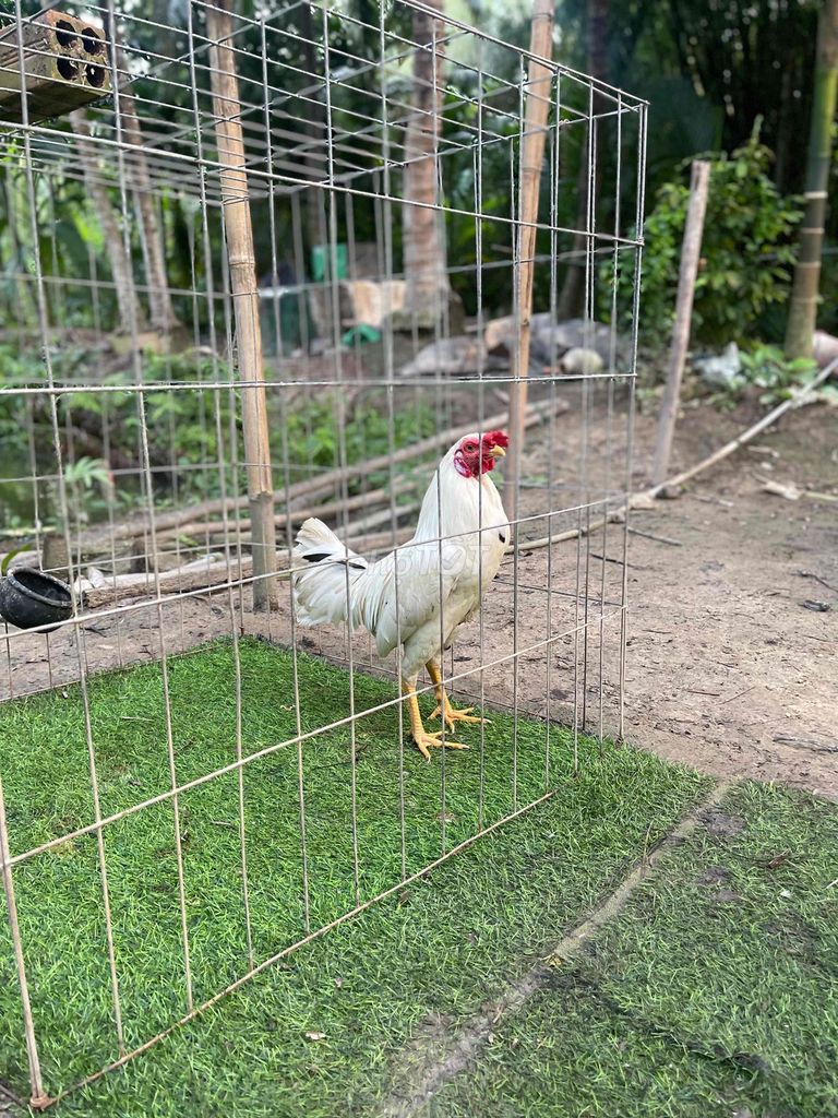 Gà tre Trắng 1kg6 Gà tơ. Mua bán Gà tại Huyện Càng Long Trà Vinh được đăng bởi Luong Thanh Thi hình 1