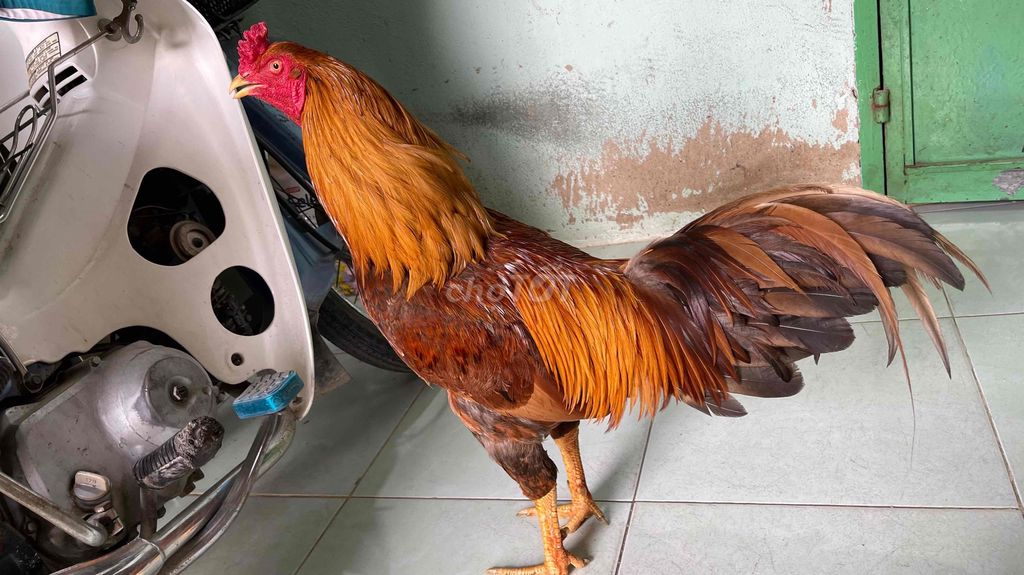3,2kg zin. Mua bán Gà tại Quận 12 Tp Hồ Chí Minh được đăng bởi Thùy vân hình 1