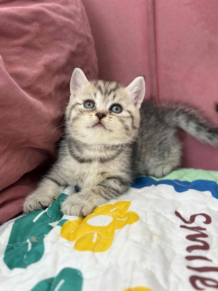 Mèo ALN tabby. Mua bán Mèo tại Quận Ninh Kiều Cần Thơ được đăng bởi Bu pets hình 1