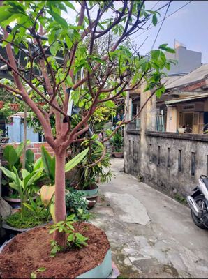 nha giay to 3 la. hop phap khong quy hoach khong giai toa. Mua bán nhà ở tại Quận Ngũ Hành Sơn Đà Nẵng được đăng bởi AZGROUP
