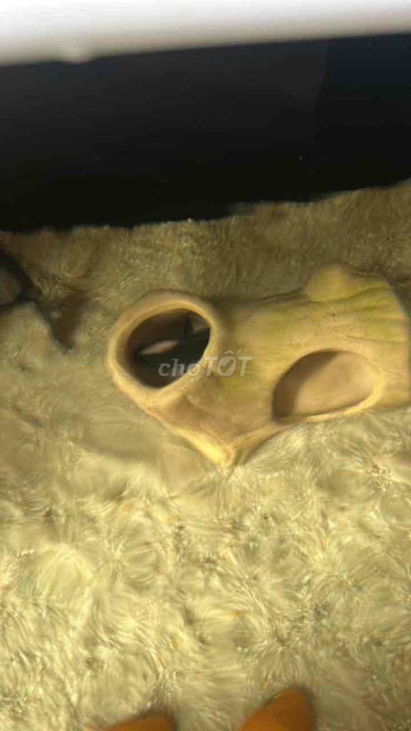 Cá lông gà Đen. Mua bán Thú cưng khác tại Quận Đống Đa Hà Nội được đăng bởi hà hình 1