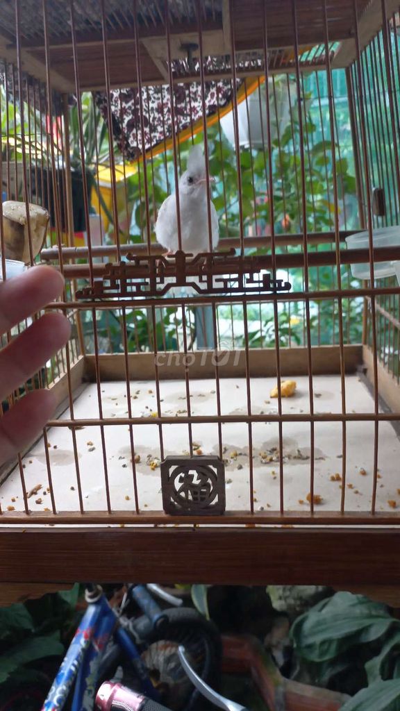 Chào mào bạch. Mua bán Chim tại Thành phố Thủ Đức Tp Hồ Chí Minh được đăng bởi Long hình 3
