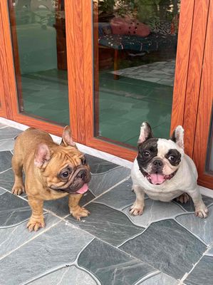 Chuyên Dòng Bull Pháp Giá Rẻ, Gen Chọn Lọc