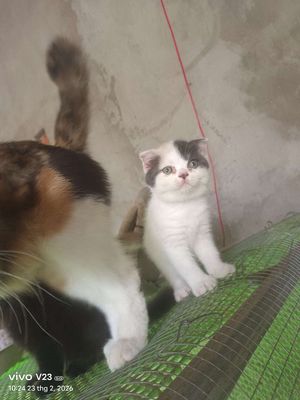 Mèo ba tư lai aln tai cụp