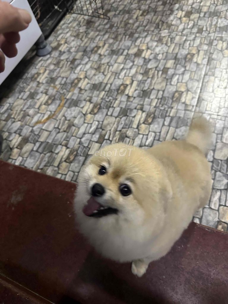 Chó Phốc Sóc cái 2 tuổi. Mua bán Chó tại Thành phố Đà Lạt Lâm Đồng được đăng bởi hiếu  hình 1