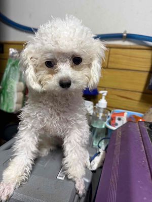 TINY CÁI TƠ 8 THÁNG 1kg2