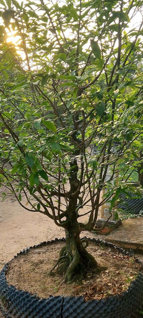 Cây cảnh Mai vàng 2m Vĩnh Long. Mua bán Cây cảnh, đồ trang trí tại Huyện Long Hồ Vĩnh Long được đăng bởi sang hình 1